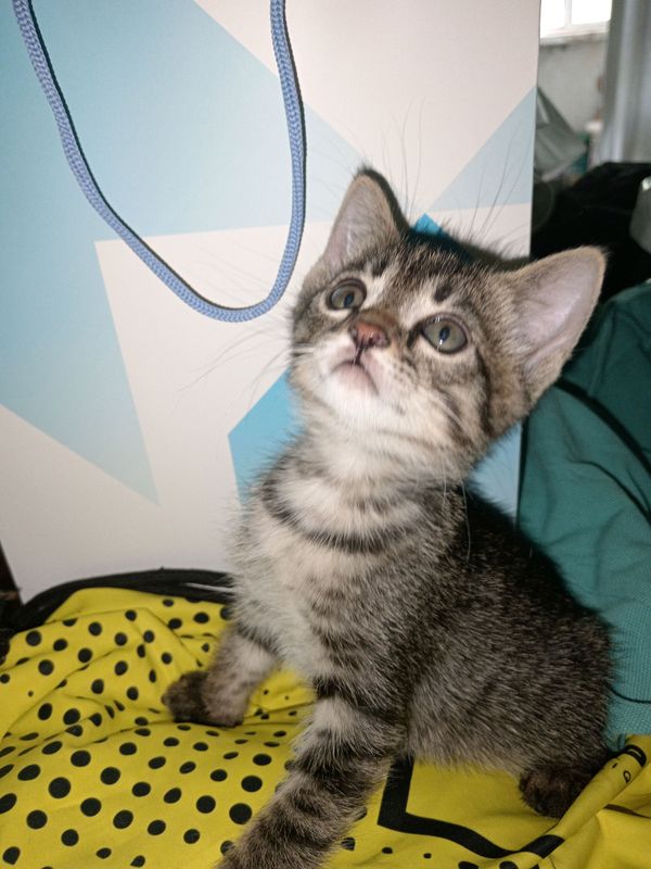 Котенок (девочка) 1.5 месяца Котенок (девочка) 1.5 месяца