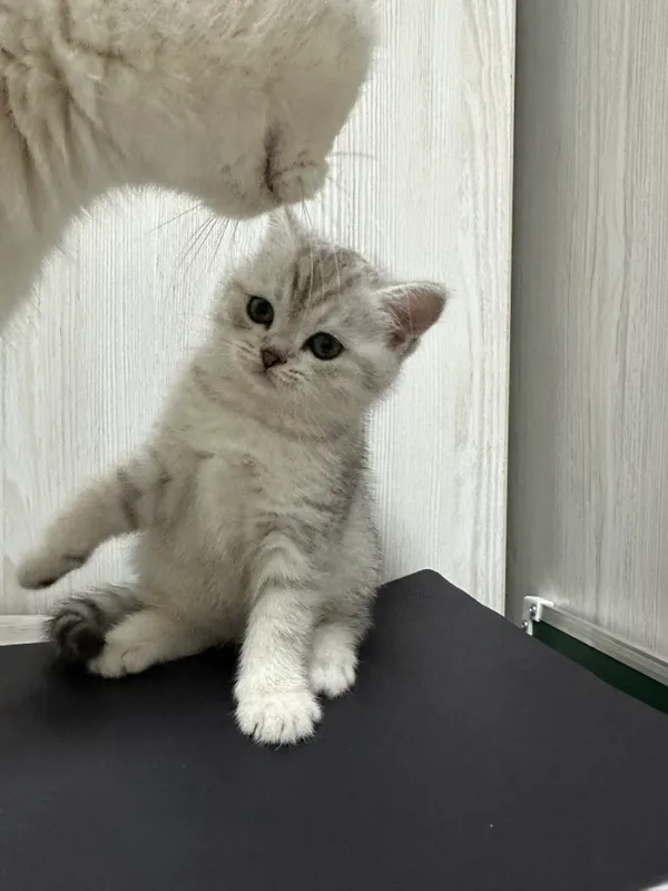 Mushuk bolasi Mushuk bolasi