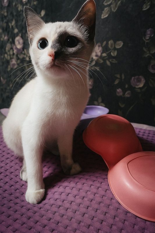 Котята активные красивые Котята активные красивые