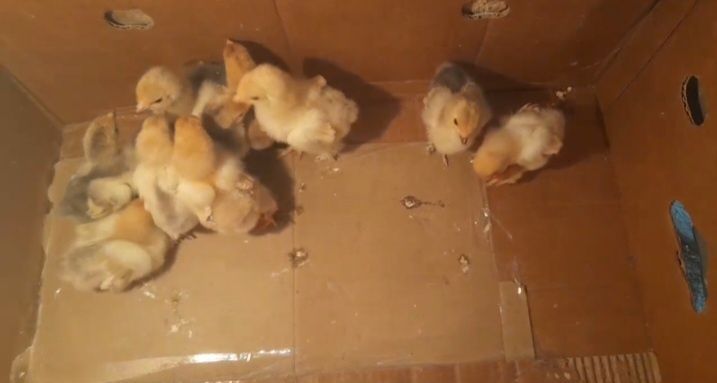 Brama palivi jojalar sotiladi Brama palivi jojalar sotiladi