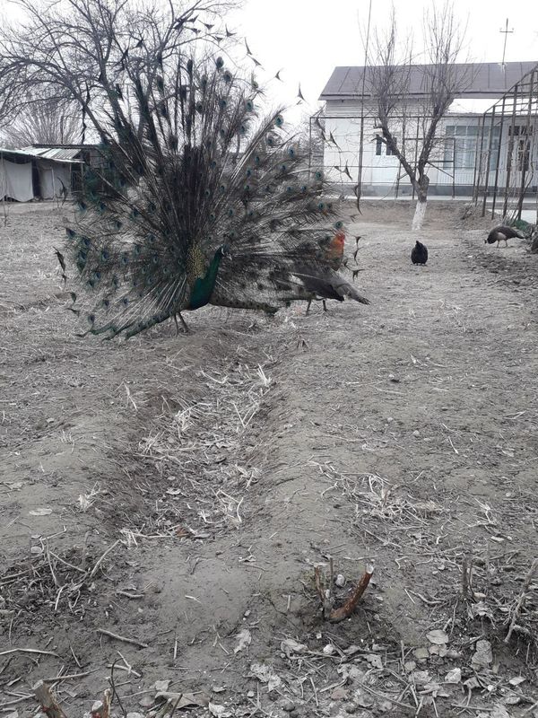Tovuslar sotiladi 1 ta xoʻrozi 2 ta tovugʻi tovuqlari tuxumda