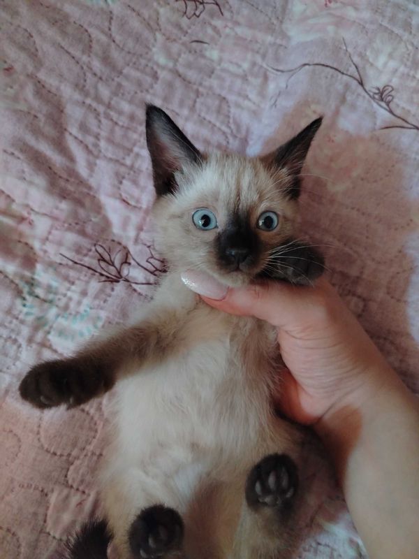 Кошочка сиямская Кошочка сиямская