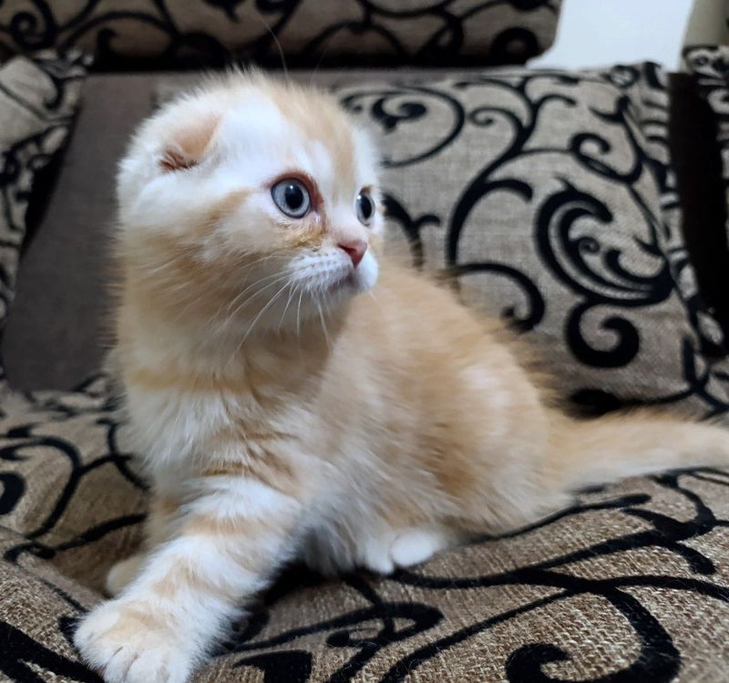 Продаются котята Продаются котята