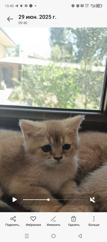 Ишут любяших пап и мам Британские котята
