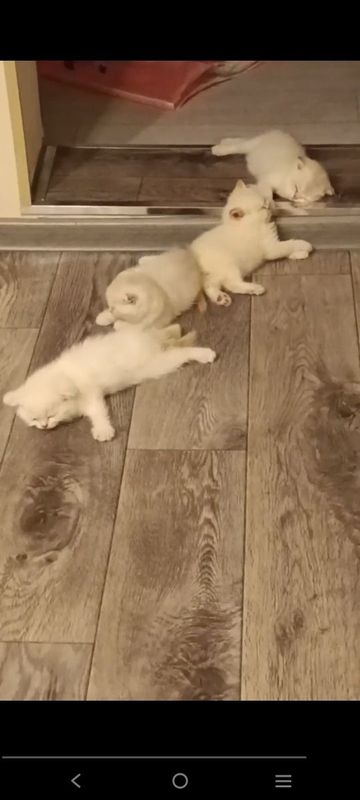 Котята 1 .5 месяца шиншилла+экзотика Котята 1 .5 месяца шиншилла+экзотика