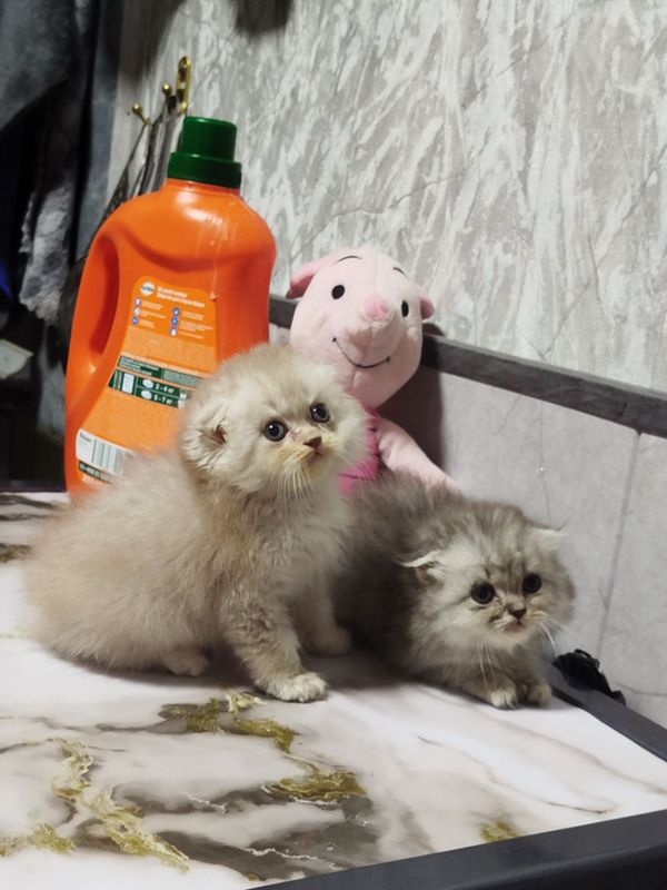 Хайленд фолд котята