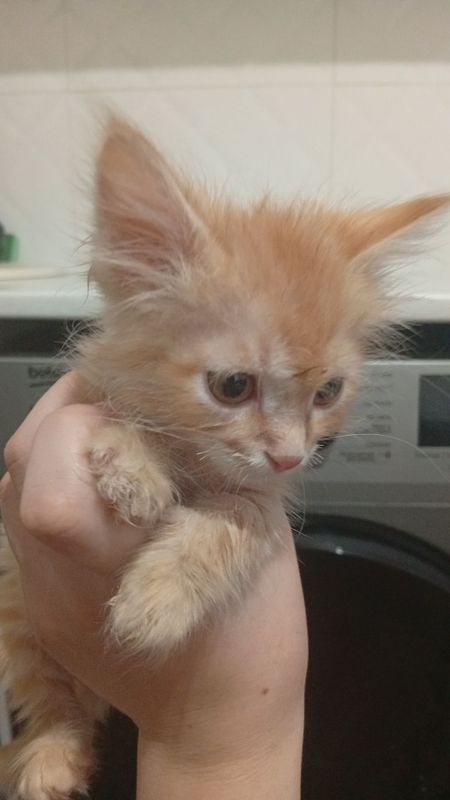 Срочно отдам котенка Срочно отдам котенка