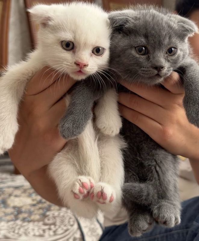 Scottish fold mushuk bolalari sotiladi Scottish fold mushuk bolalari sotiladi