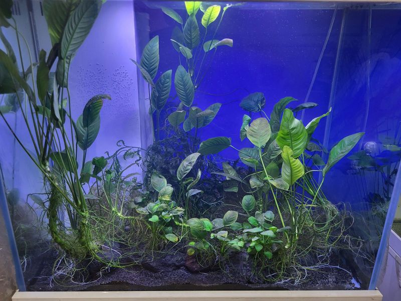 Akvarium sotiladi