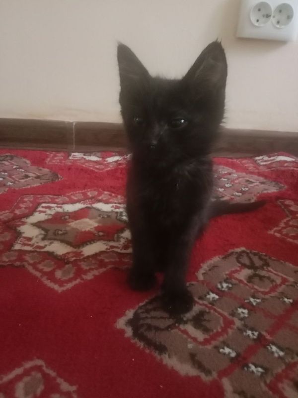 10 haptelik pishiqlar biypul beriledi.