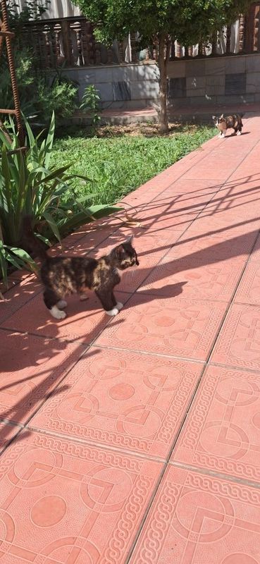 Отдам котят добрым людям Отдам котят добрым людям