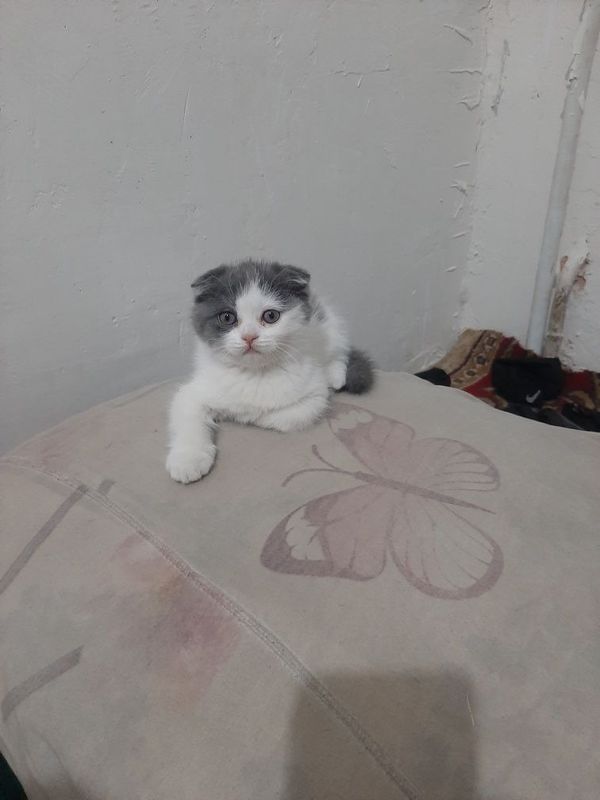 Yangi tuggan mushuk bolalari Fargona
