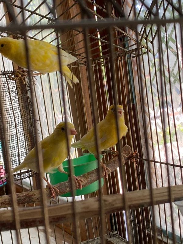 Modala sotladi tayor bopqogalaryam bor Modala sotladi tayor bopqogalaryam bor