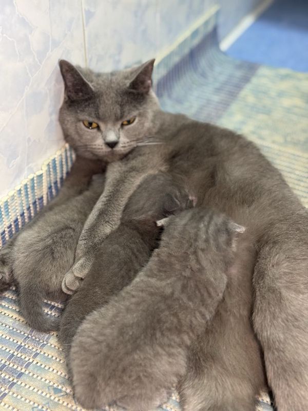 Продаются котята скотиш ФОЛД 4 штук Продаются котята скотиш ФОЛД 4 штук