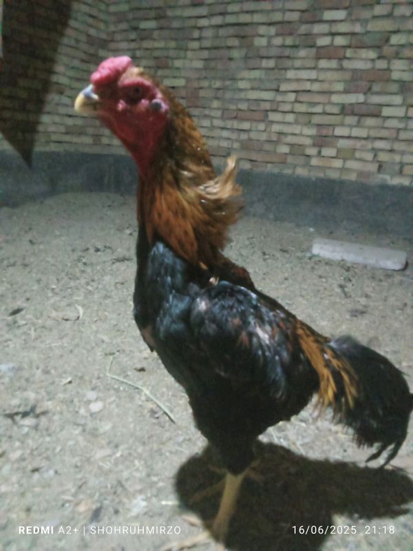 zotli xoʻrozlar va tovuqlar