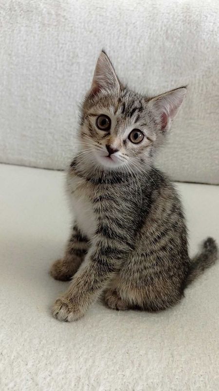 Котенок ищет своих хозяев Котенок ищет своих хозяев