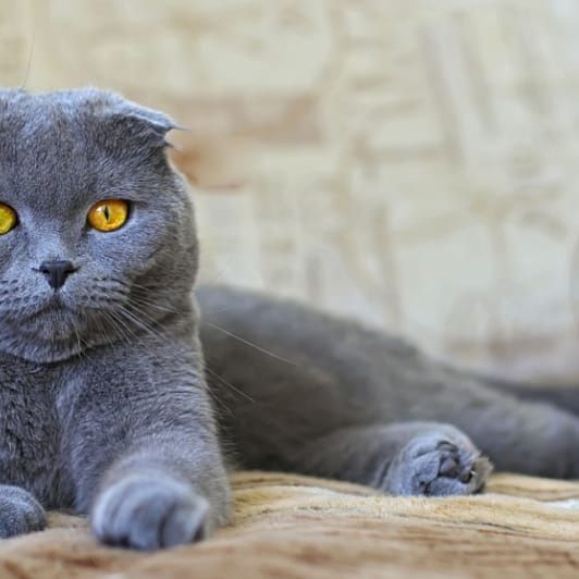 scottish fold sotiladi scottish fold sotiladi