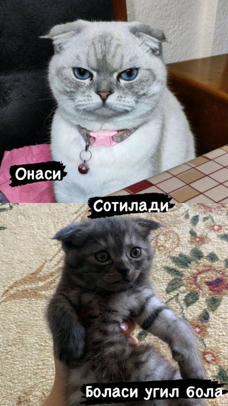 кошка кошка