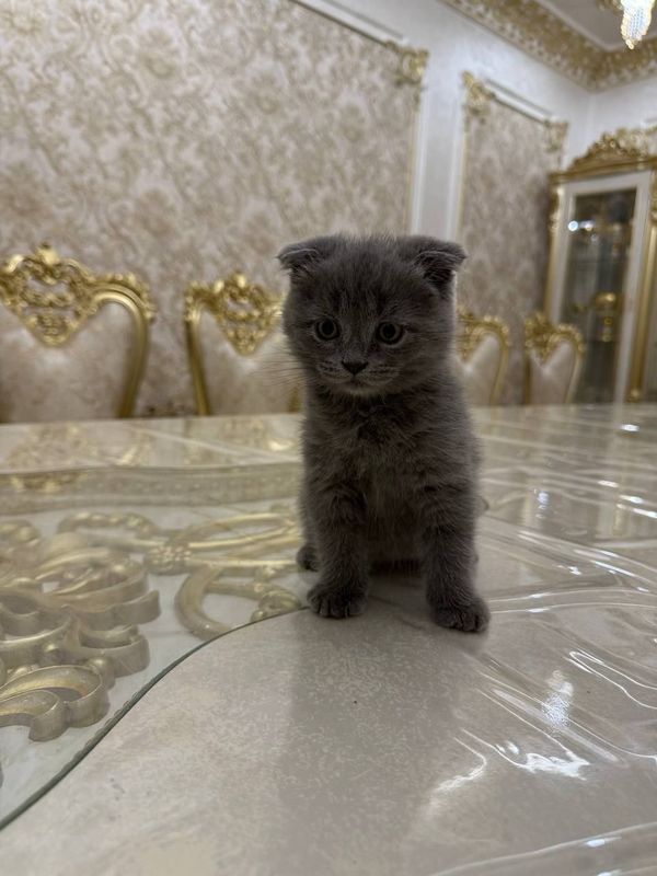 Скотиш фолд стокиш страйт Скотиш фолд стокиш страйт