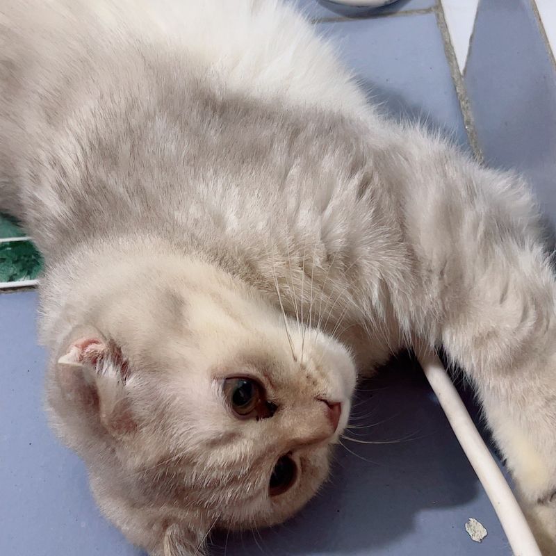 Срочно Продаётся котёнок мальчик Британец!!! Срочно Продаётся котёнок мальчик Британец!!!
