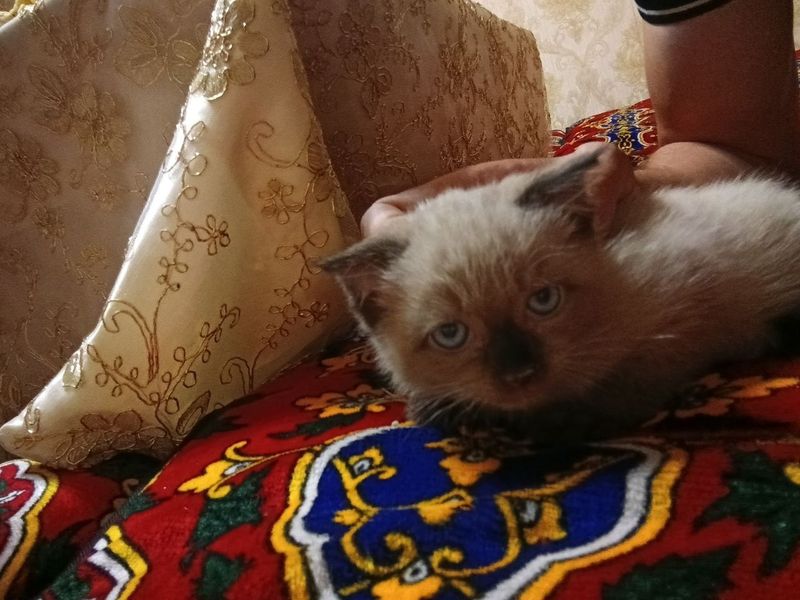 Mushuk bolasi zottod Mushuk bolasi zottod