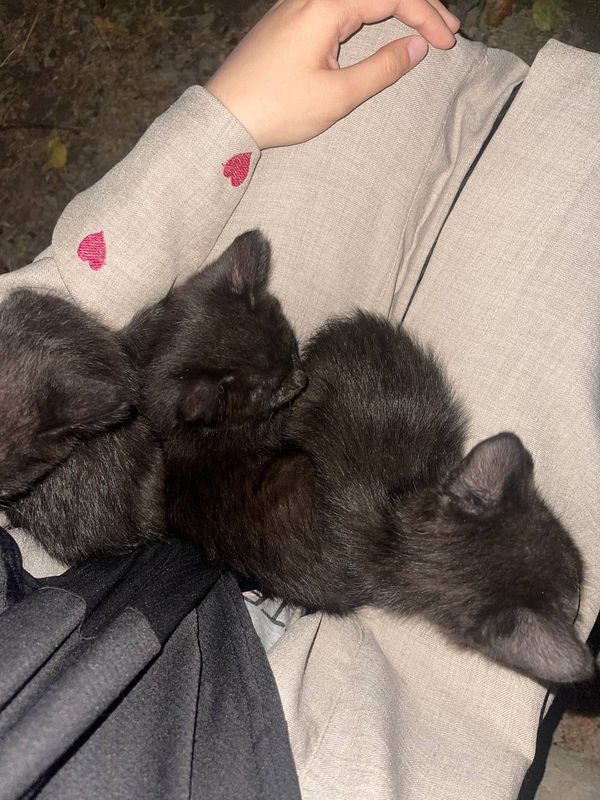 Котята бесплатно Котята бесплатно