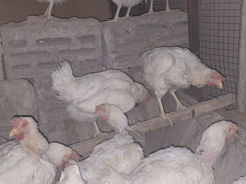 Tovula bor aksia 50000 Tovula bor aksia 50000