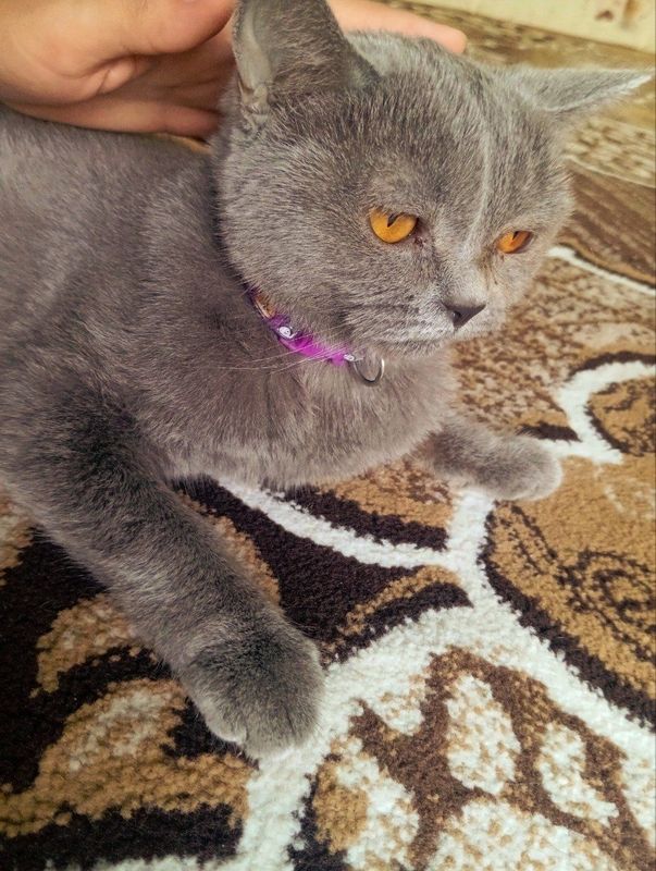 Mushuk zoti tozza aqlli Mushuk zoti tozza aqlli
