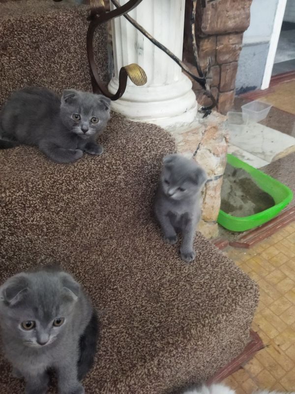 Продам чистокровных котят !!! Продам чистокровных котят !!!