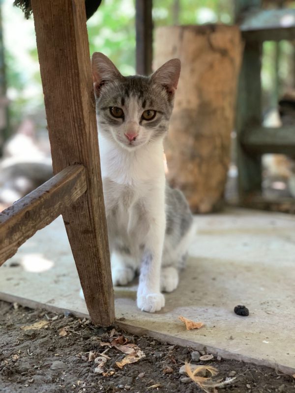 Котятам нужен любящий дом Котятам нужен любящий дом