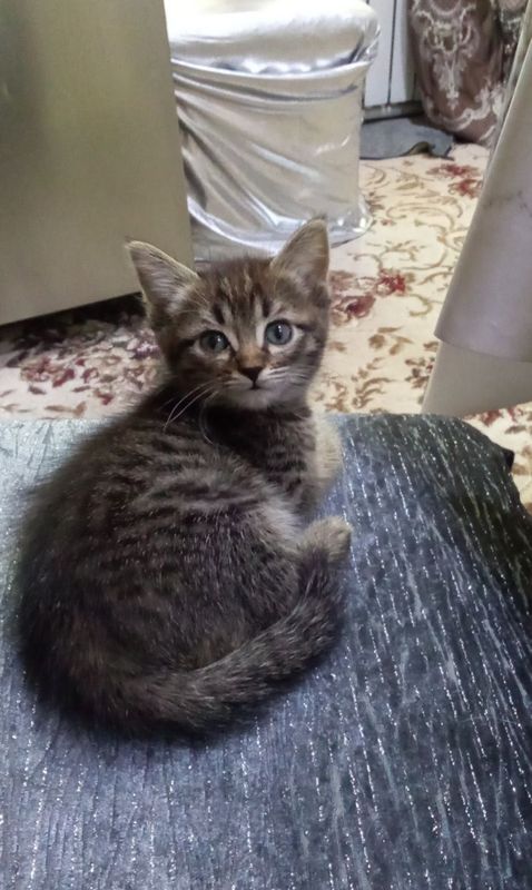 Отдам даром котенка