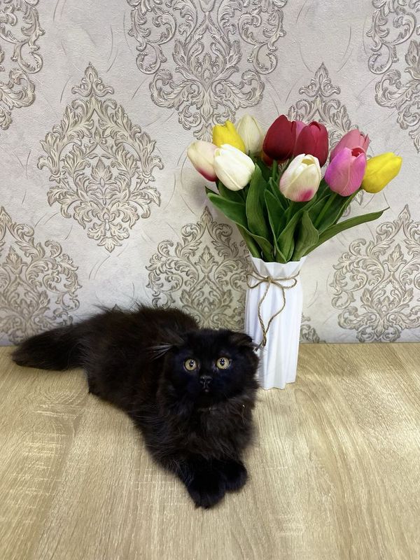 Персиан скоттиш фолд Персиан скоттиш фолд