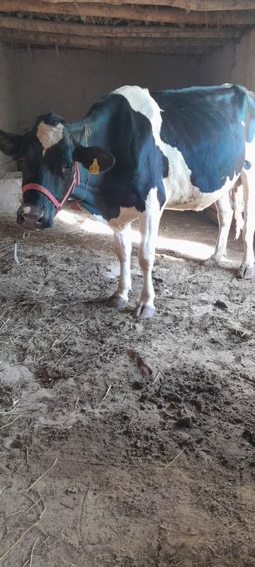 Sigir sotiladi rossiski cho‘rniy pyo‘sttiy Sigir sotiladi rossiski cho‘rniy pyo‘sttiy