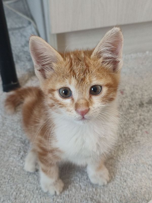 Маленький рыжий котенок Маленький рыжий котенок