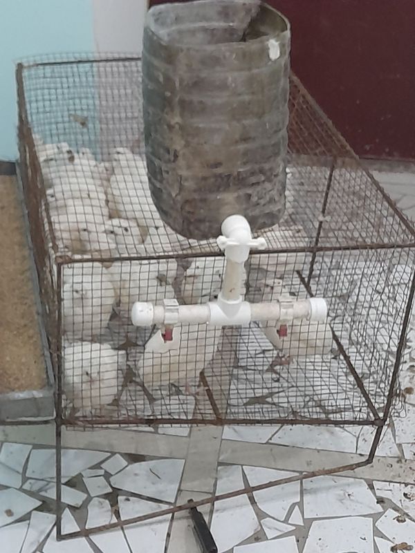 Bedana sotiladi narxini kelishamis Bedana sotiladi narxini kelishamis