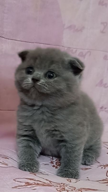 Британский котята Британский котята