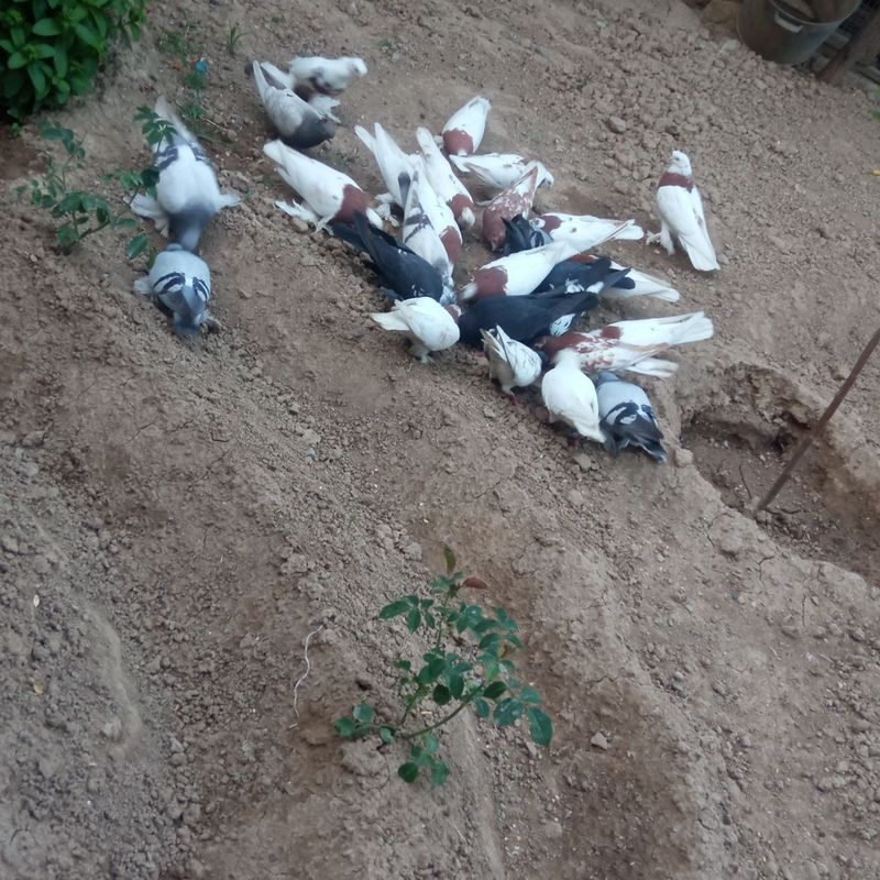 Assalomu alaykum kaptarlar sotiladi hammasi bittada dona yôq 340$ Assalomu alaykum kaptarlar sotiladi hammasi bittada dona yôq 340$