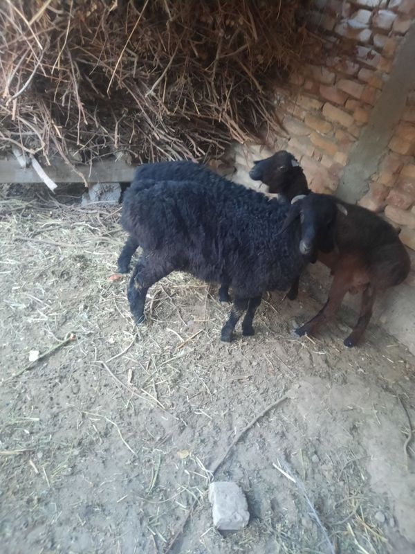 Quchqorlar sotiladi Quchqorlar sotiladi