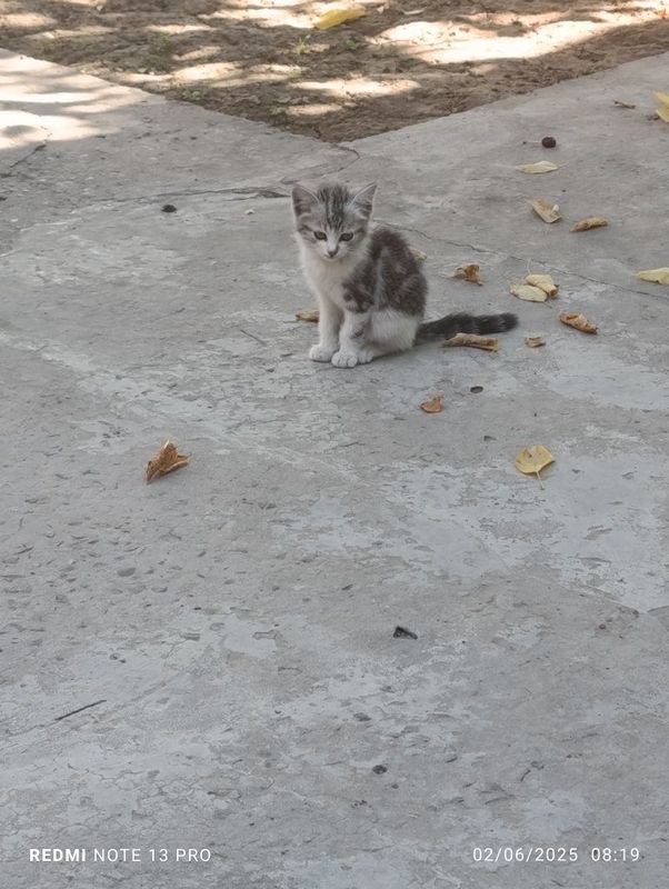 tekinga mushuk bolasi tekinga mushuk bolasi