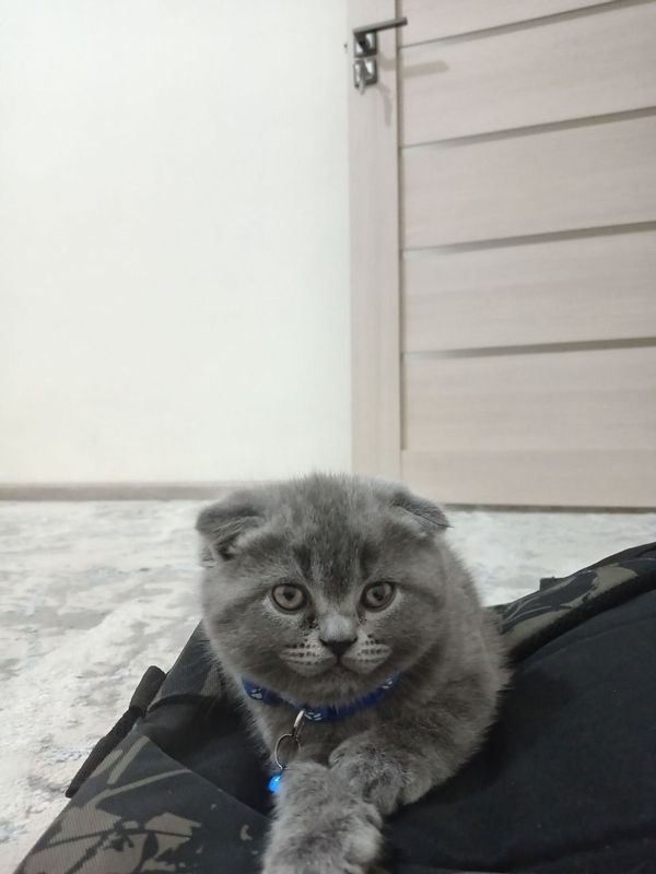 Sçotsh fold mushukcha sotiladi Sçotsh fold mushukcha sotiladi