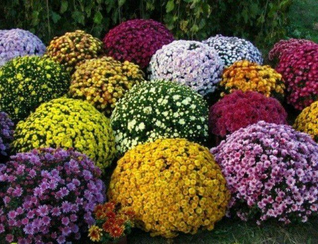 хризантема кучатлари екишга таййор хризантема кучатлари екишга таййор