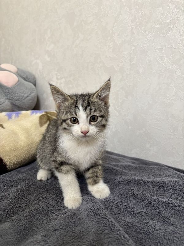 Котята в добрые руки Котята в добрые руки