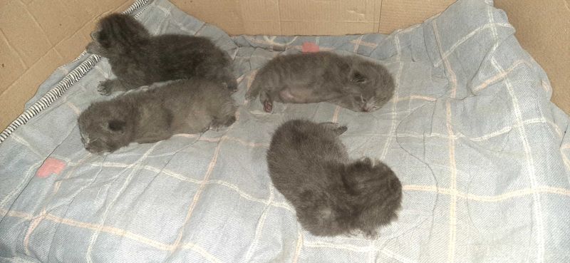 Mushuklar sotiladi 3donasi Mushuklar sotiladi 3donasi