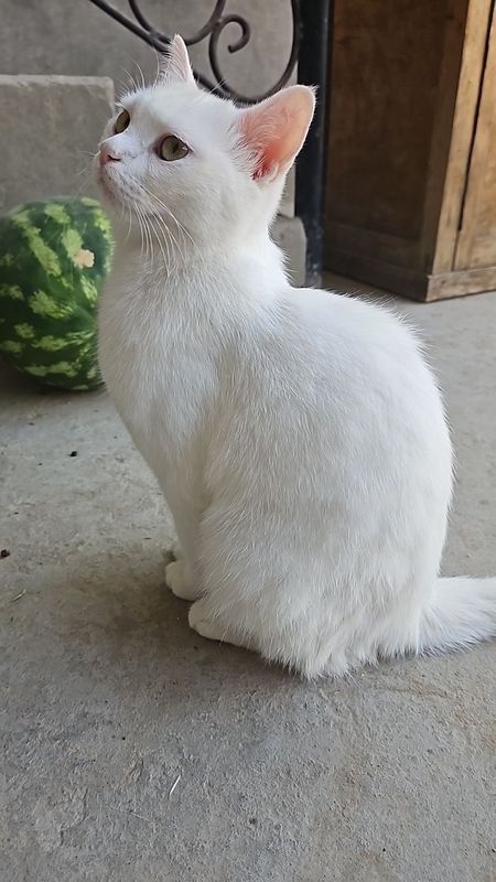 Mushuk кошка cat