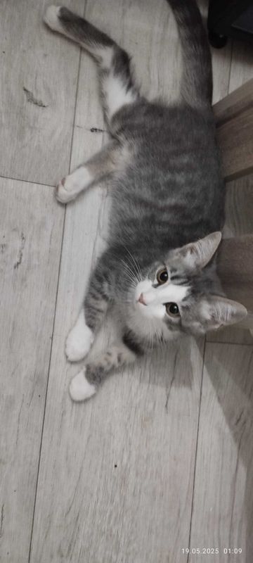 Котятки в добрые и заботливые руки Котятки в добрые и заботливые руки