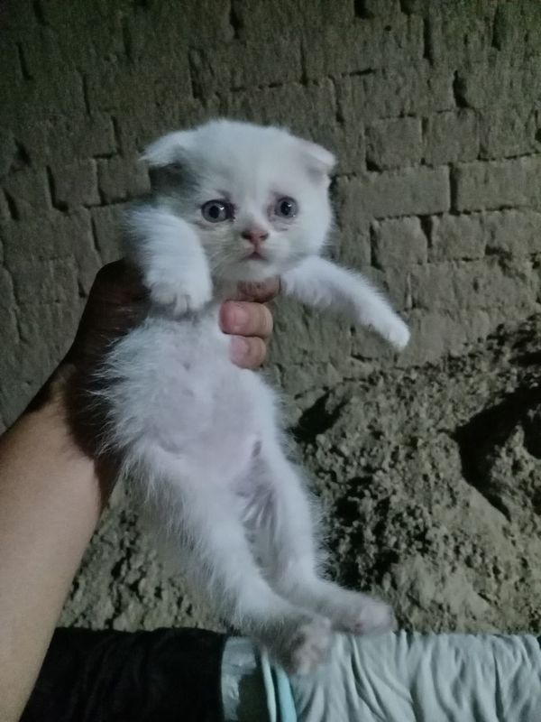 Shu mushula bor arzon raxlada Shu mushula bor arzon raxlada