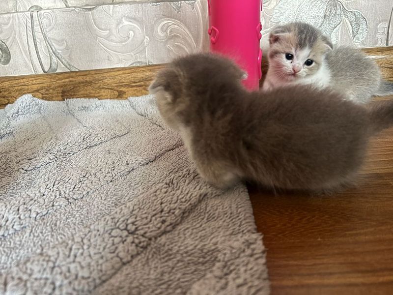 Манчкин скотиш фолд Манчкин скотиш фолд