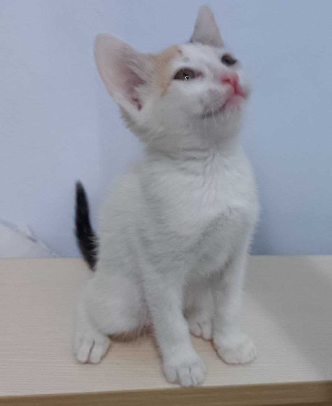 Продаю котенок (девочка) Продаю котенок (девочка)