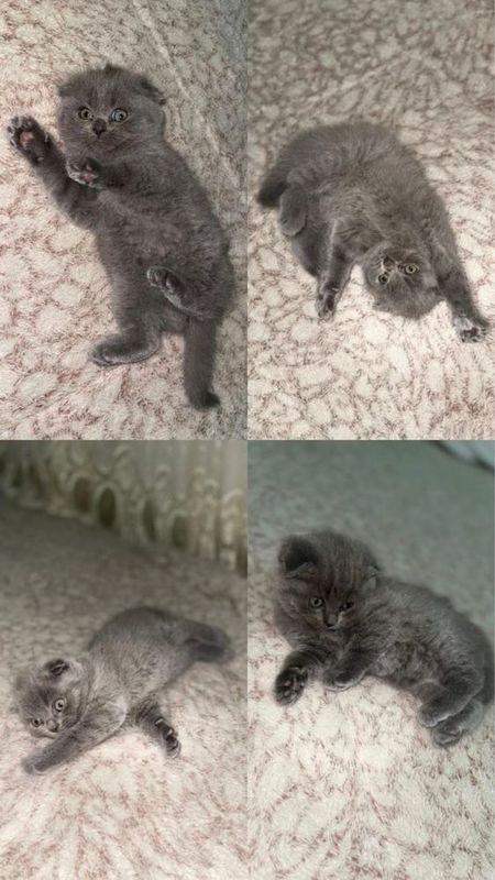 Очень милые котята Очень милые котята