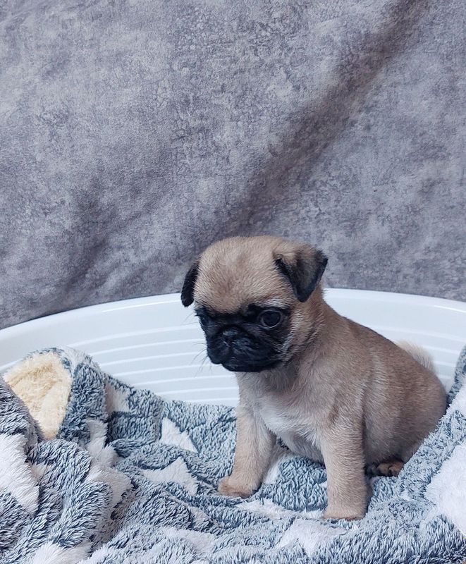 MOPS Kuchukchalari MOPS Kuchukchalari